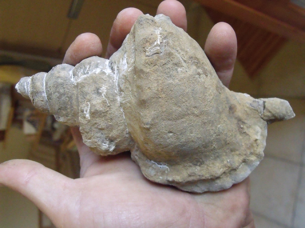 Charonia nodifera - miocene